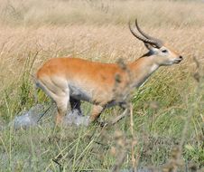 Image of Red Lechwe