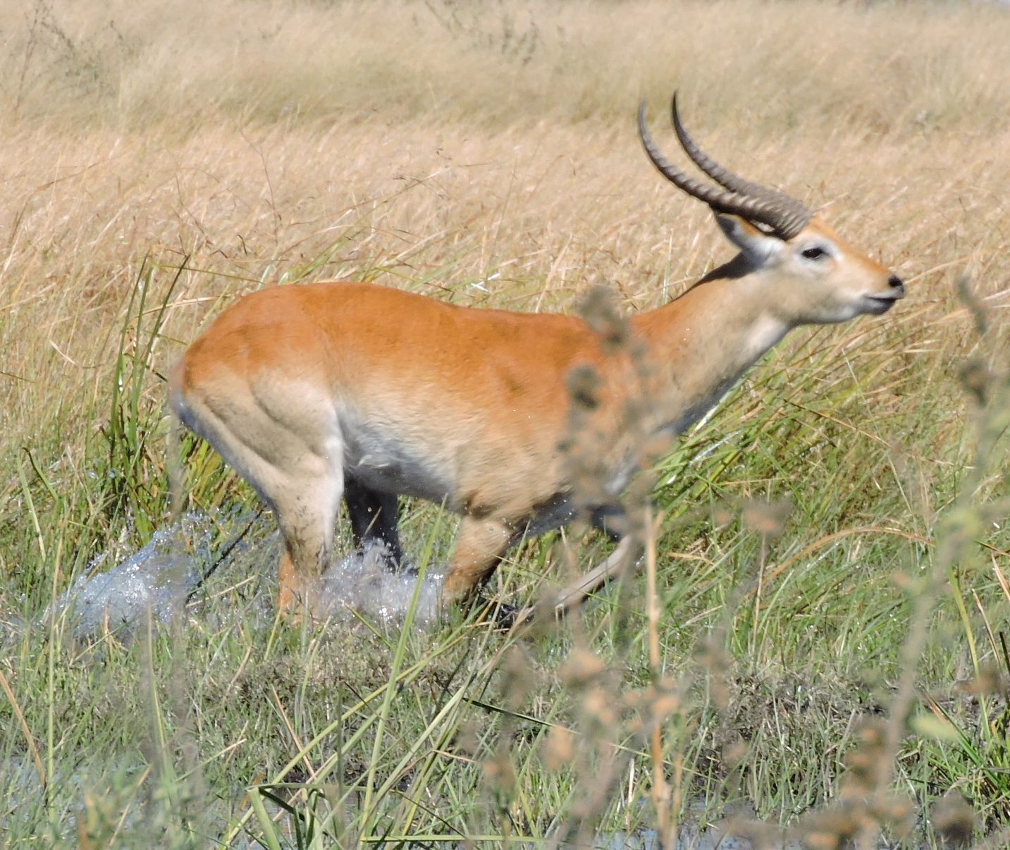 Image of Red Lechwe