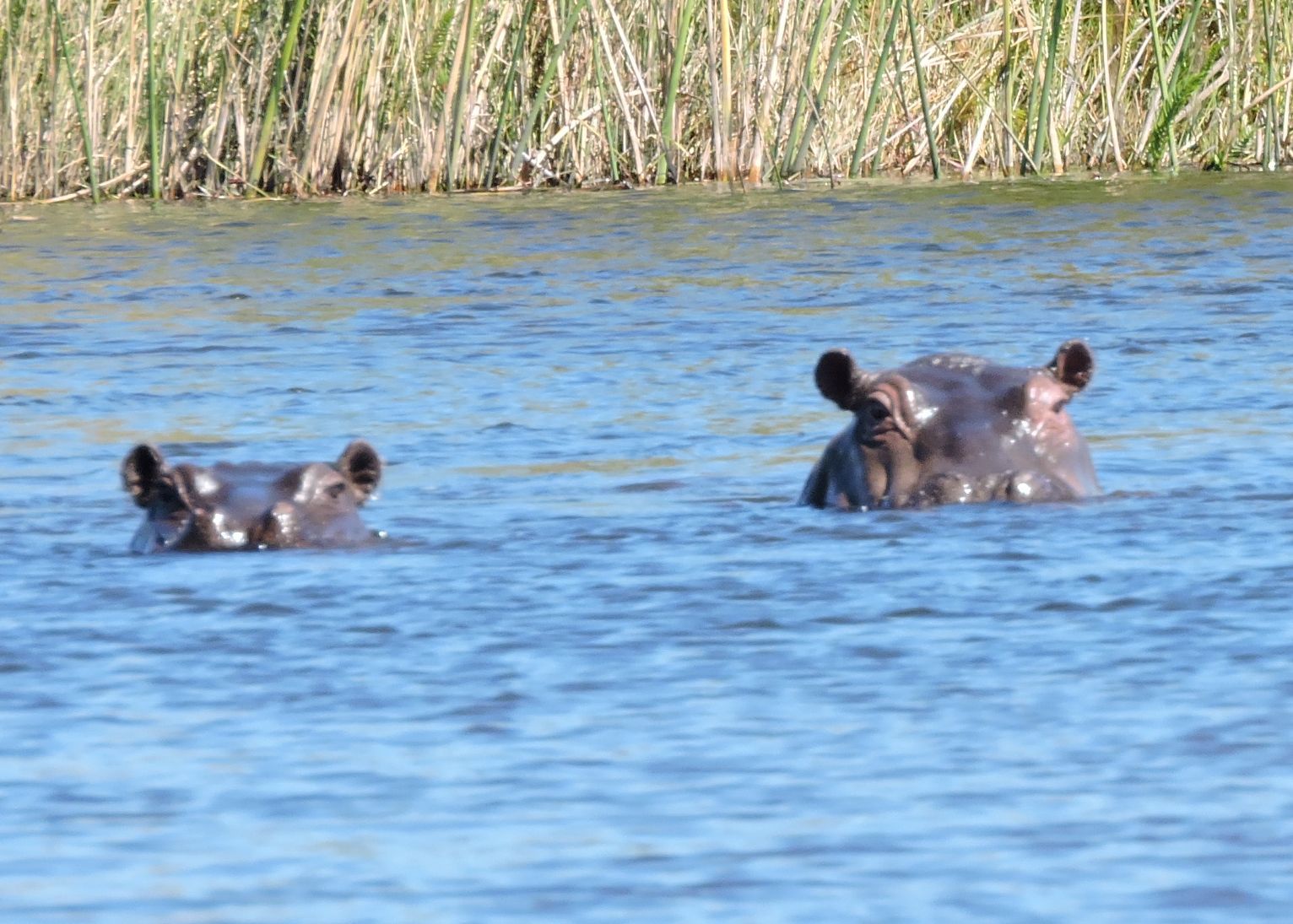 Image of Common Hippopotamus