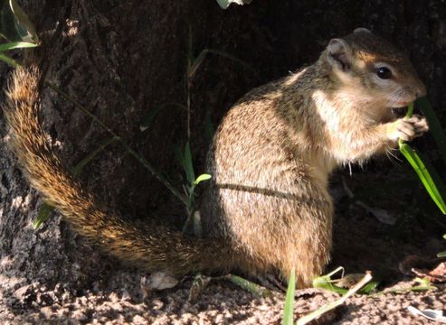 Image of Smith's Bush Squirrel