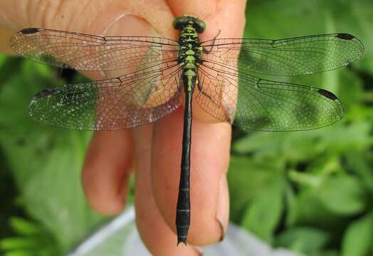 Image of Southern Pygmy Clubtail