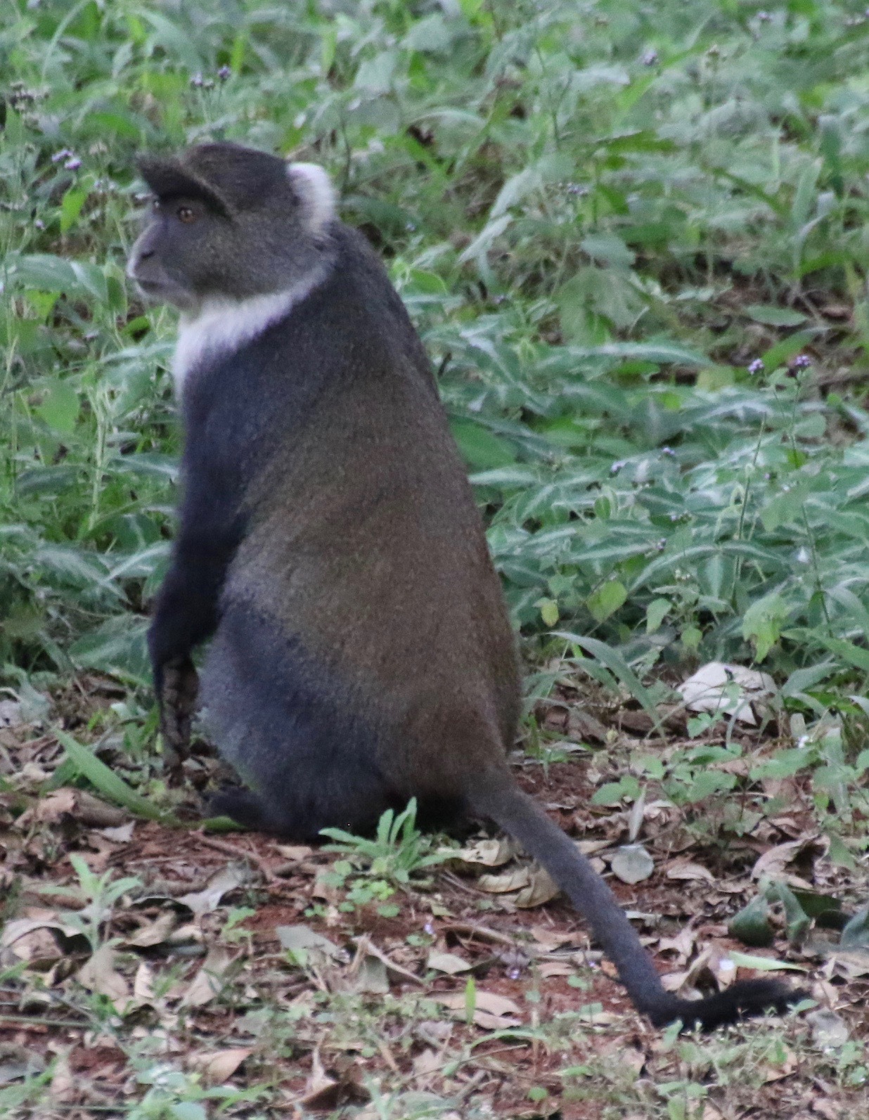 Image of blue monkey