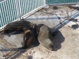 Image of Afro-Australian Fur Seal