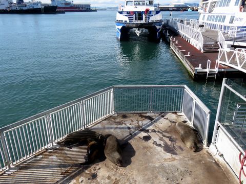 Image of Afro-Australian Fur Seal