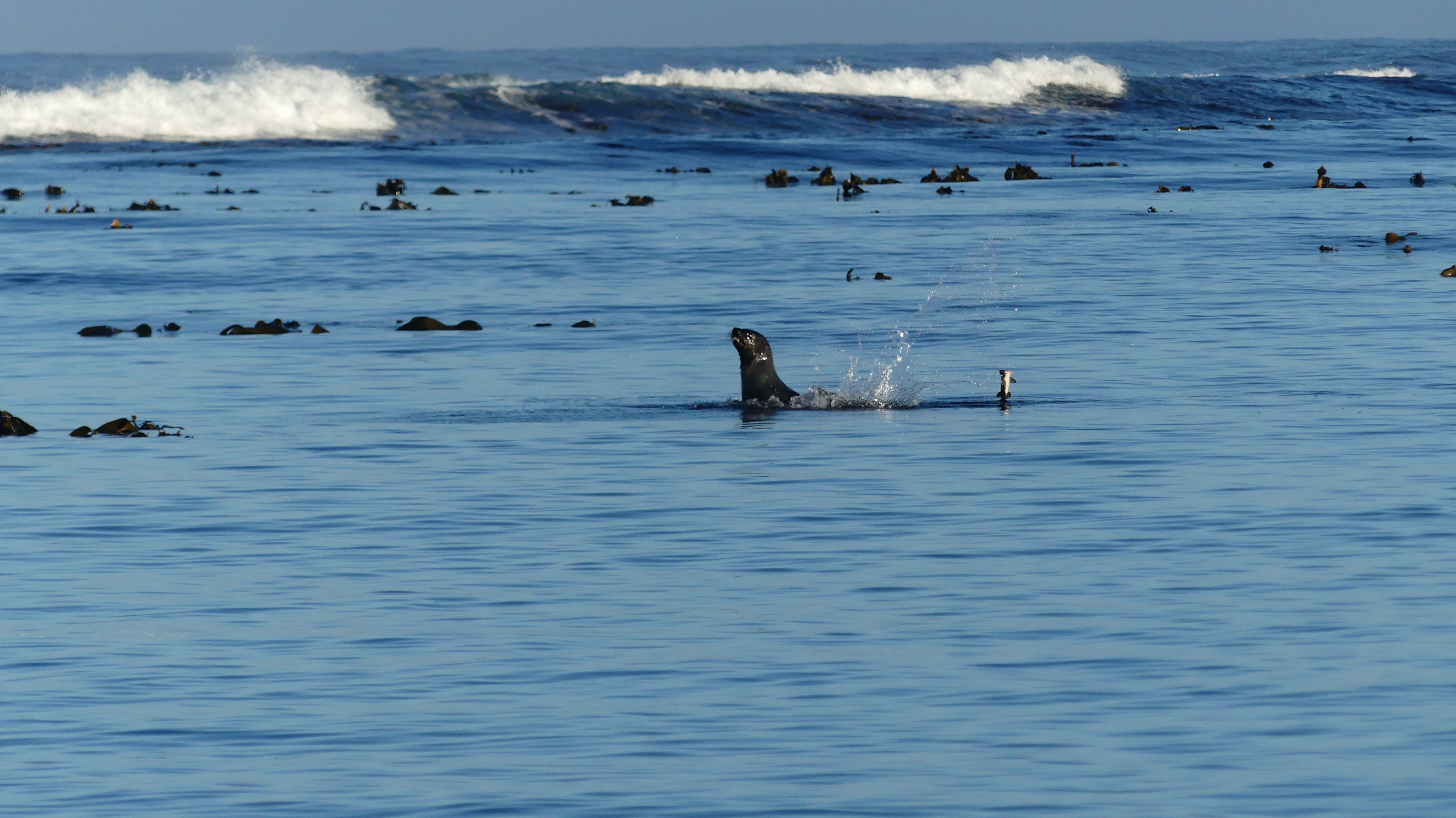 Image of Afro-Australian Fur Seal