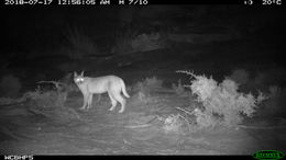 Image of Caracals