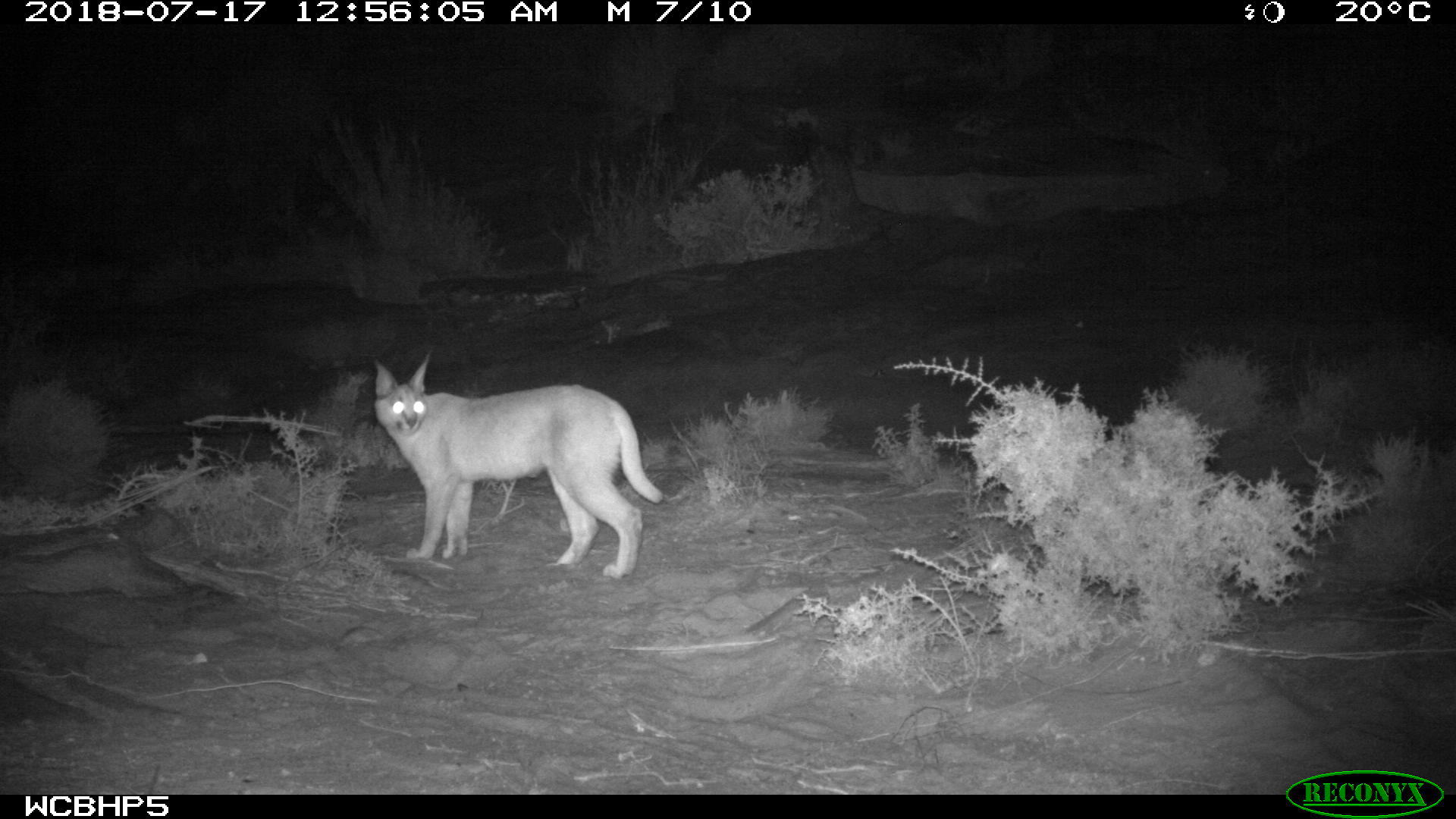 Image of Caracals