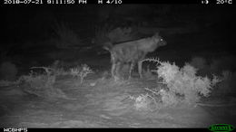 Image of Brown Hyena -- Brown Hyaena