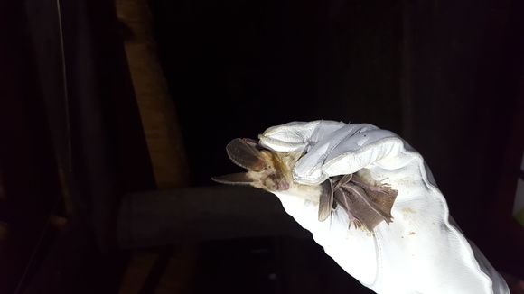 Image of Slit-faced Bats