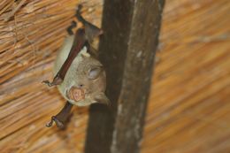 Imagem de <i>Hipposideros vittatus</i>