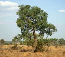 Image of Common hook-thorn Acacia