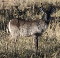 Image of Ellipsen Waterbuck