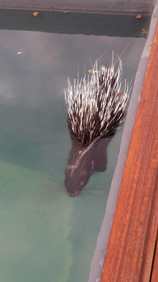 Image of African Porcupine