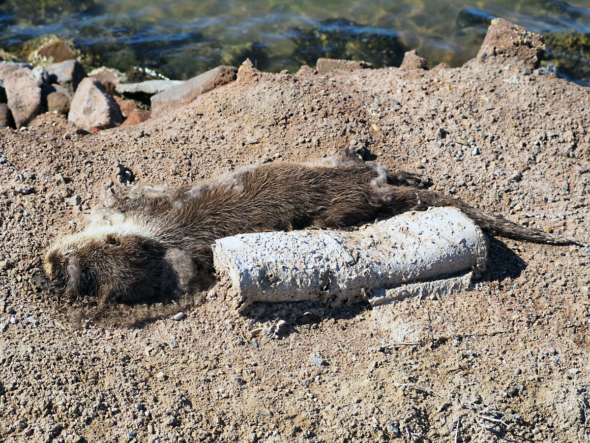 Image of African Clawless Otter