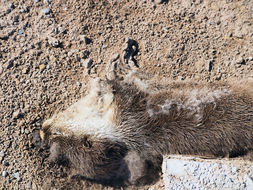 Image of African Clawless Otter