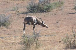 Image of Blesbok