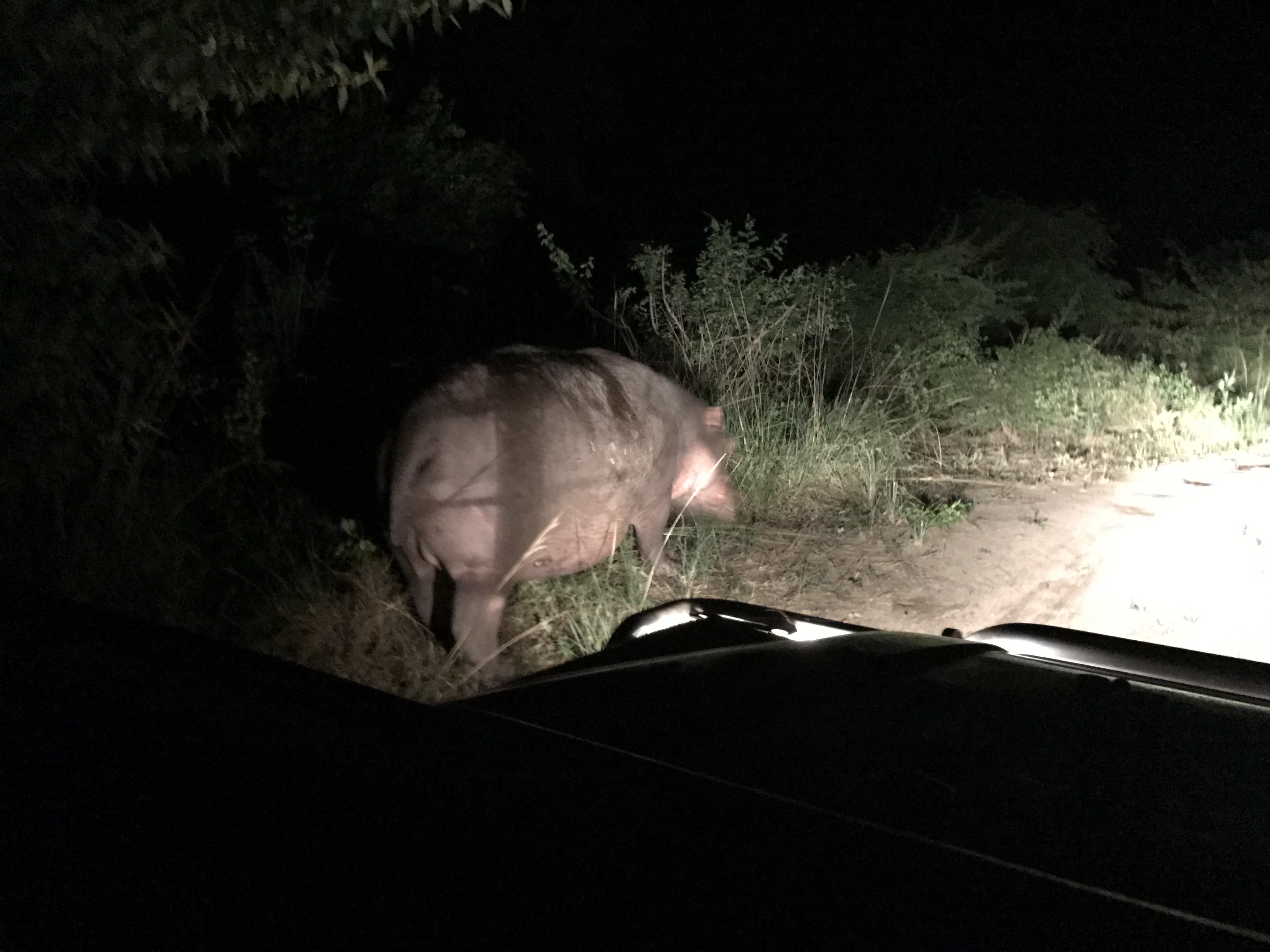 Image of Common Hippopotamus