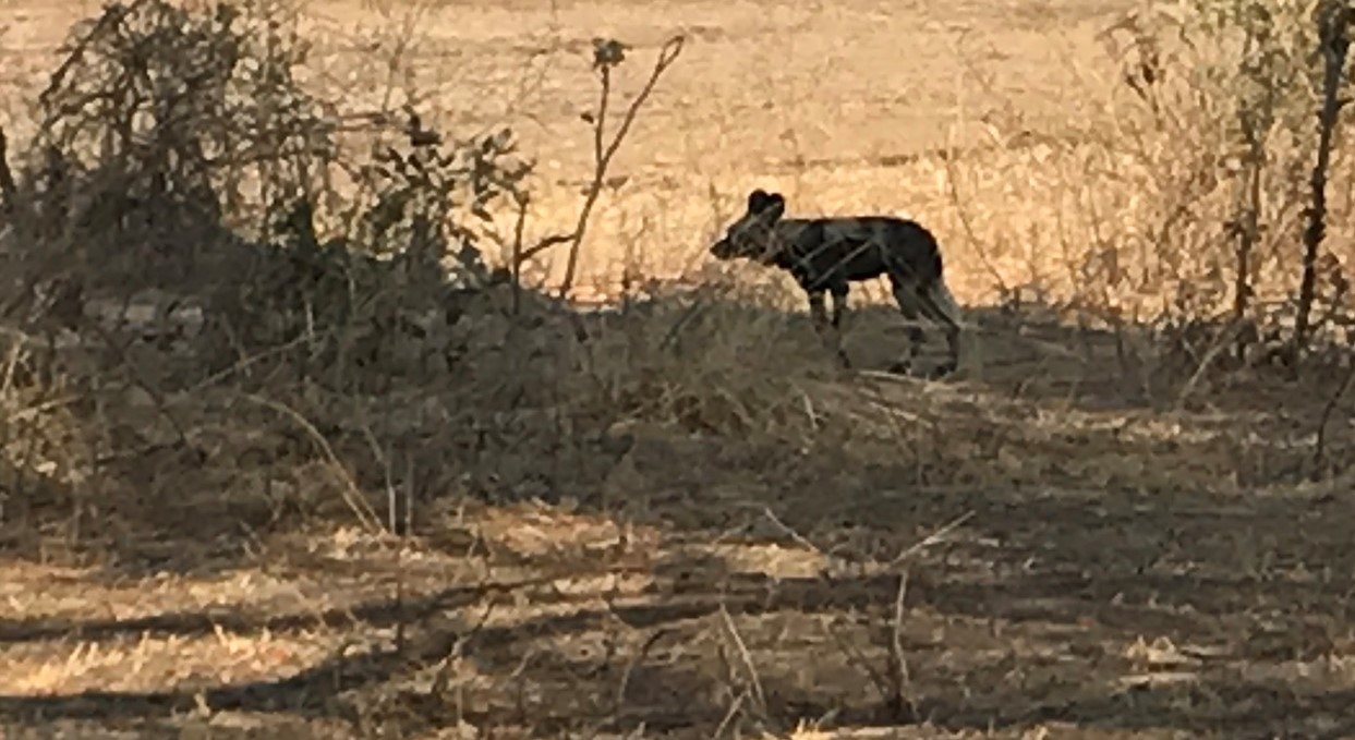 Image of African Hunting Dog