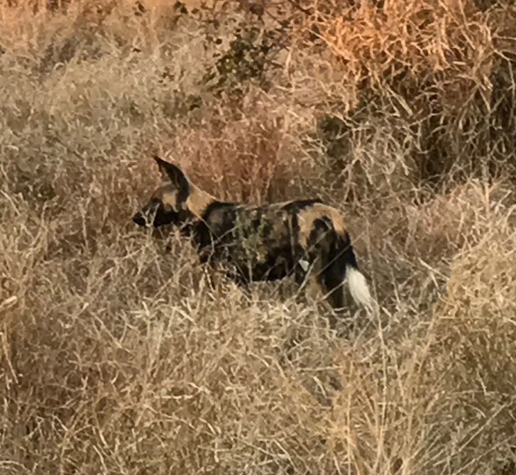 Image of African Hunting Dog