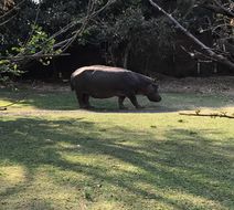 Image of Common Hippopotamus