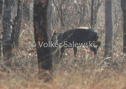 Image of yellow-backed duiker