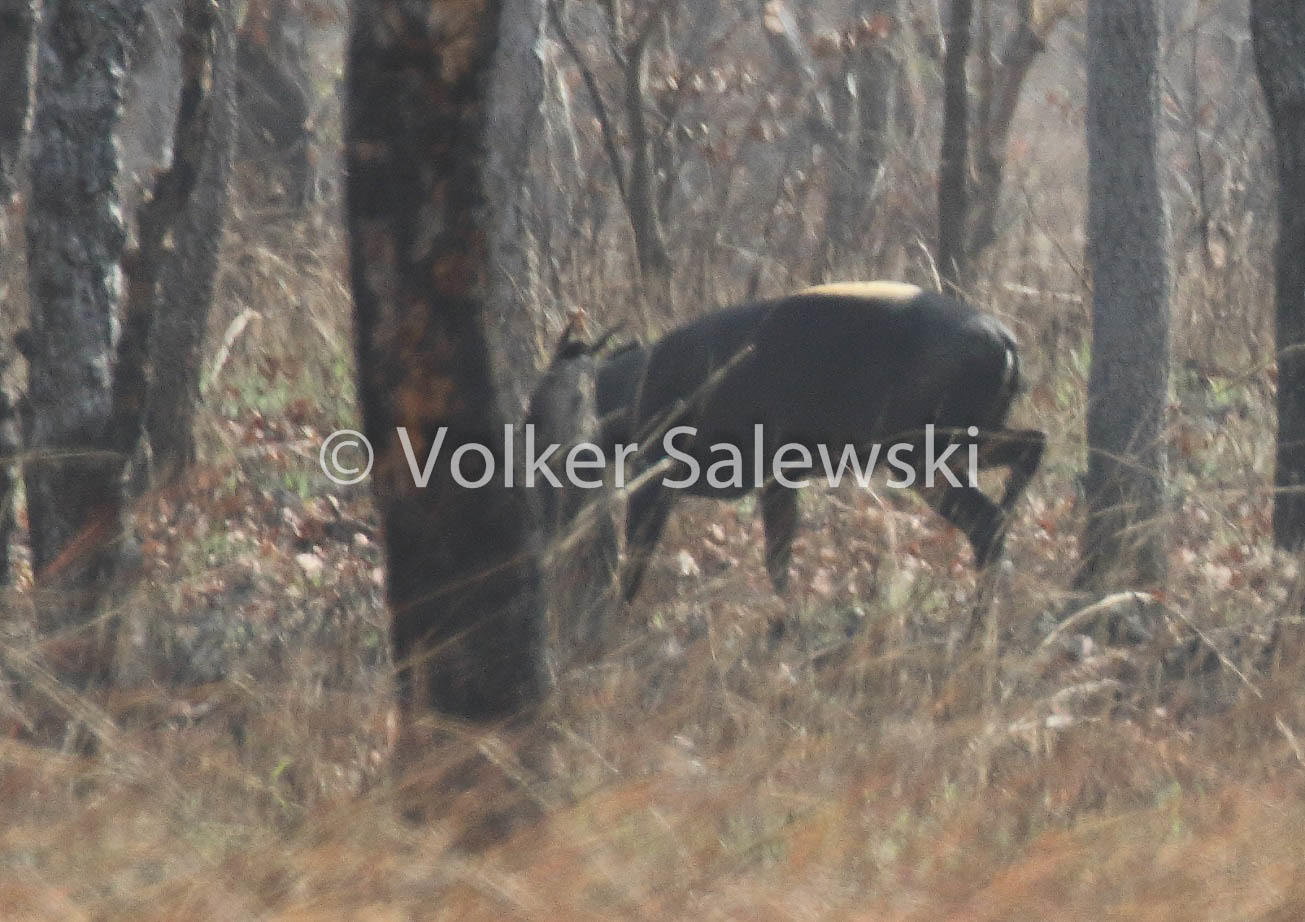 Image of yellow-backed duiker