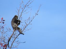 Image of Samango Monkey -- Sykes' Monkey