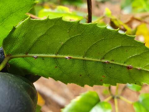 Imagem de Rubus cissoides A. Cunn.