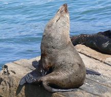 Image of Afro-Australian Fur Seal