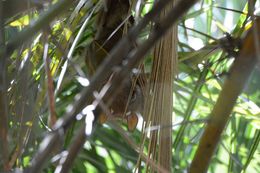 Image of Epauletted Fruit Bats