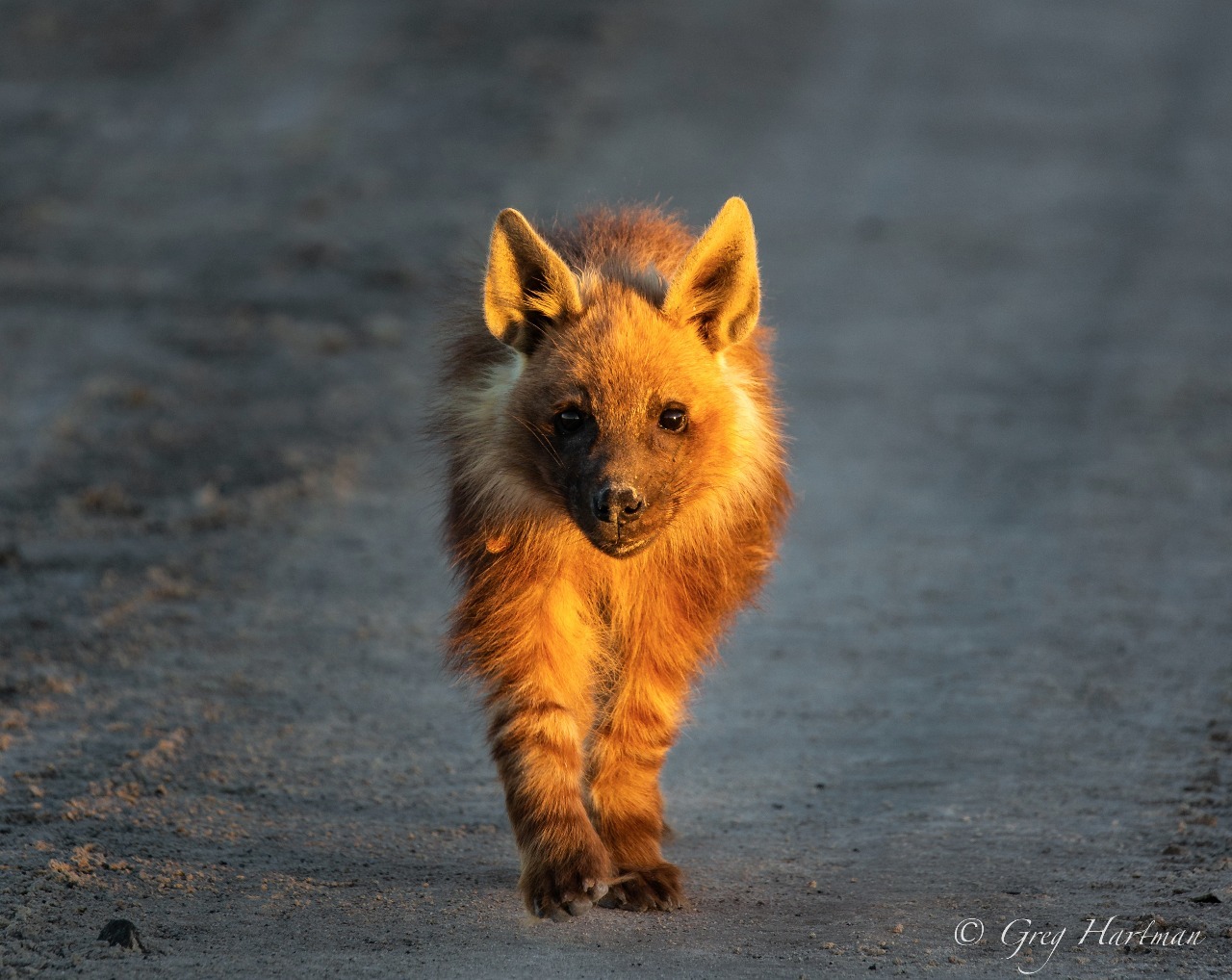 Image of Brown Hyena -- Brown Hyaena