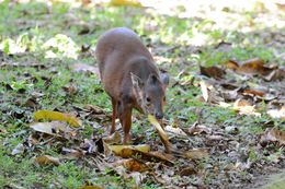 Image of Natal Duiker