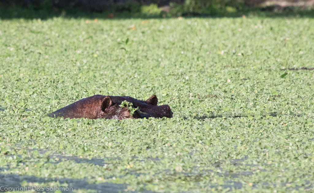 Image of Common Hippopotamus