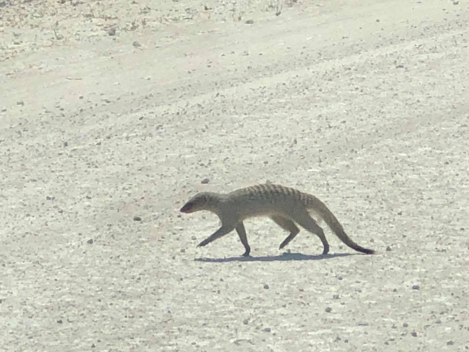 Image of Banded mongooses