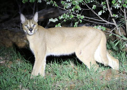 Image of Caracals