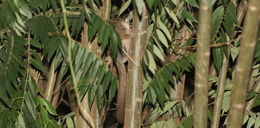 Image of Grant's Bushbaby