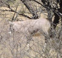 Image of Gemsbok