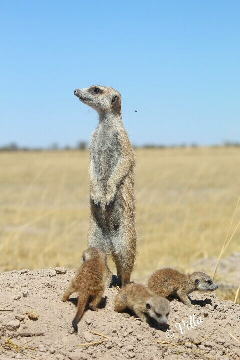 Image of Suricata Desmarest 1804