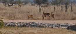 Image of Kafue Lechwe