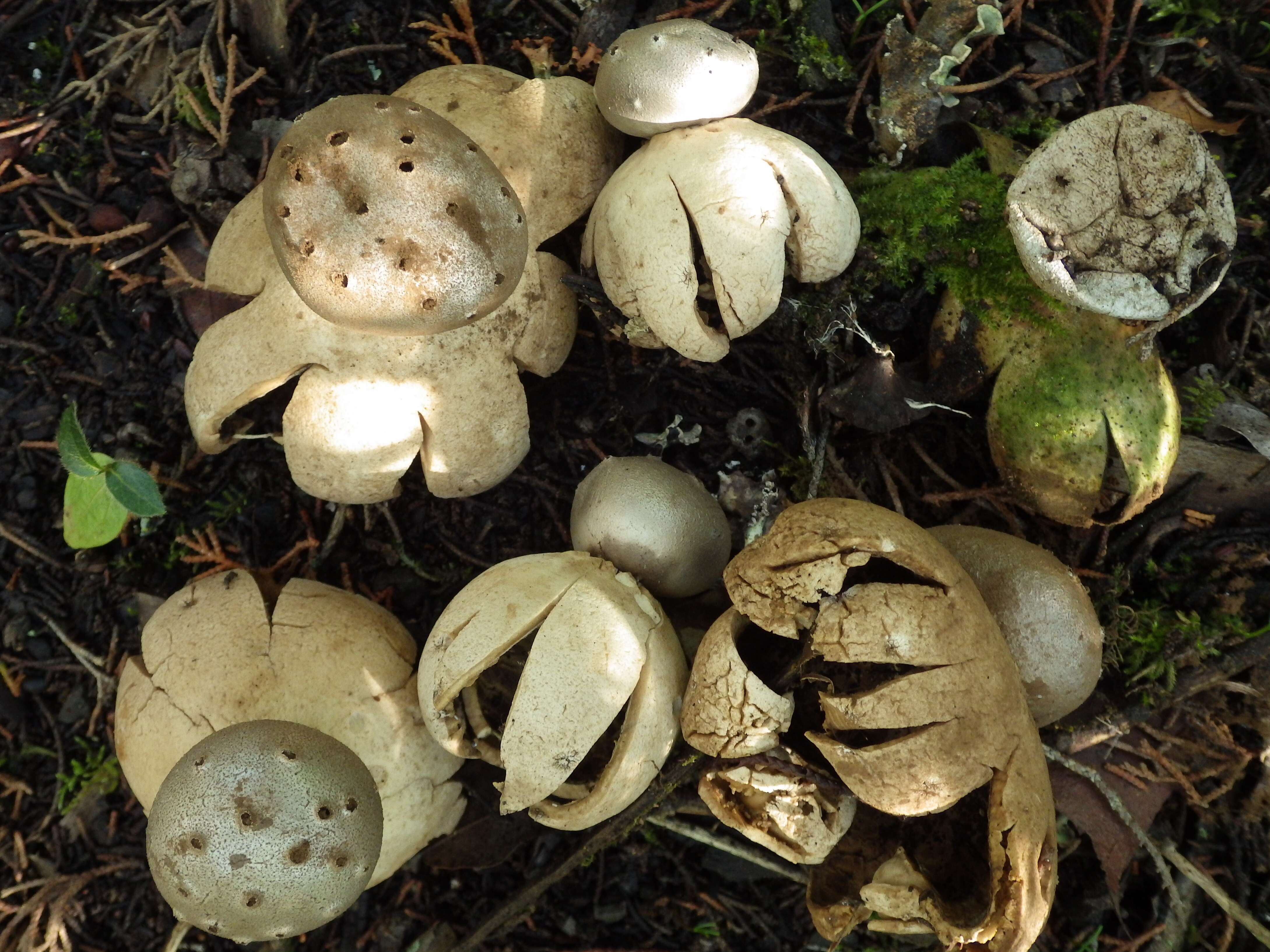 Image de Myriostoma coliforme (Dicks.) Corda 1842