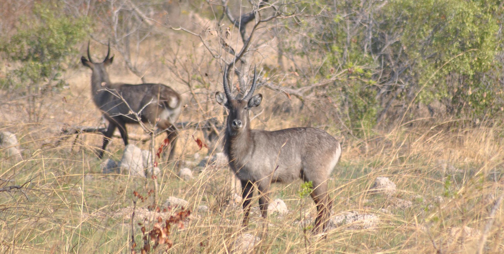 Image of Defassa Waterbuck