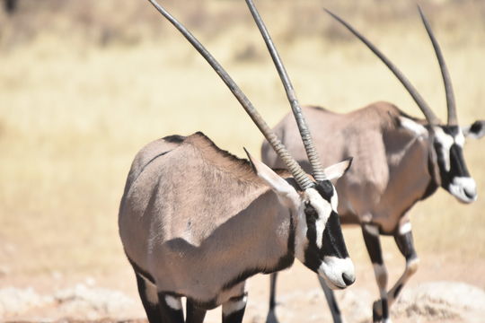 Image of Gemsbok