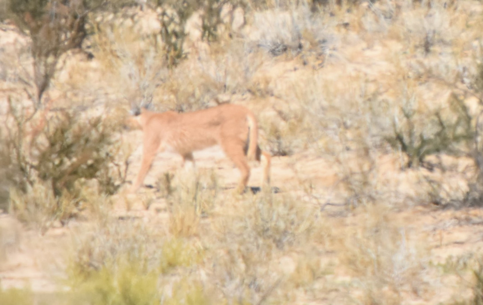 Image of Caracals