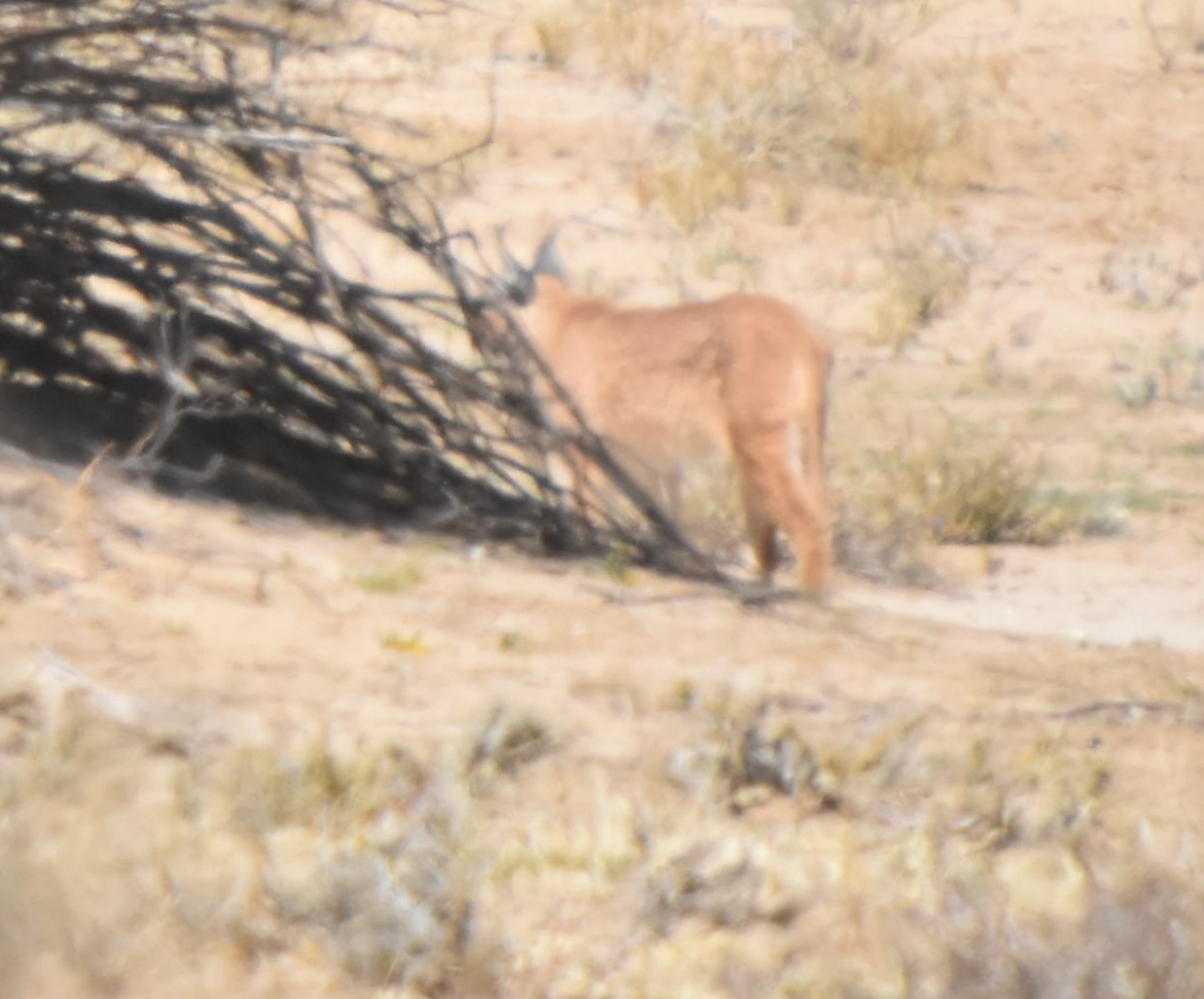 Image of Caracals