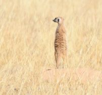 Image of Suricata Desmarest 1804