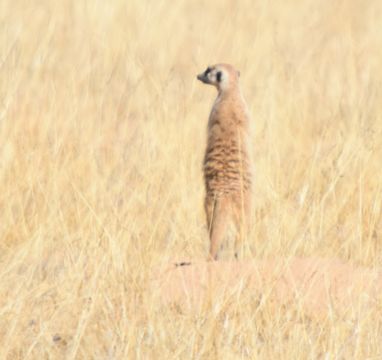 Image of Suricata Desmarest 1804