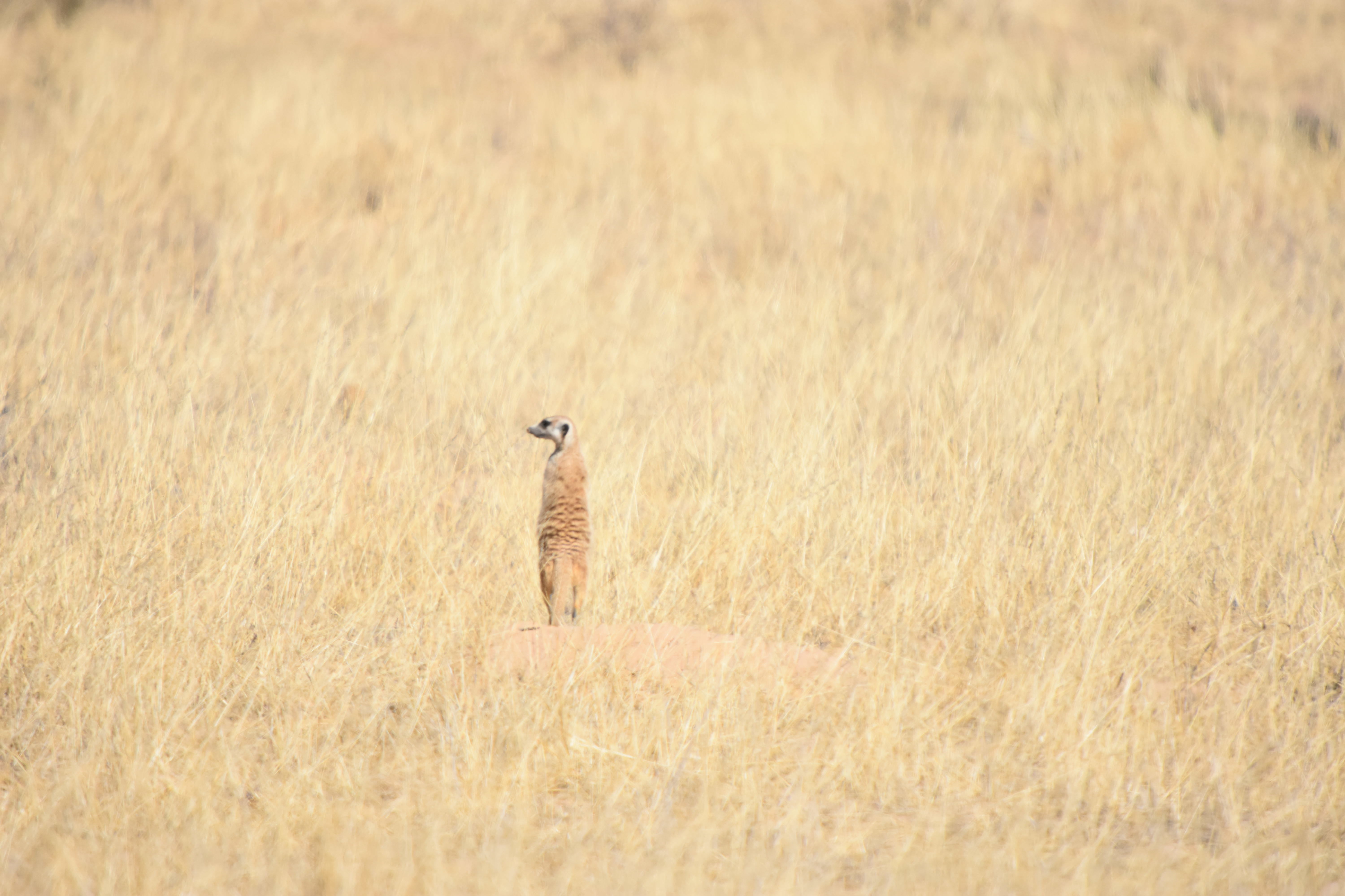 Image of Suricata Desmarest 1804