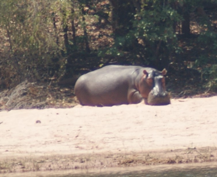 Image of Common Hippopotamus