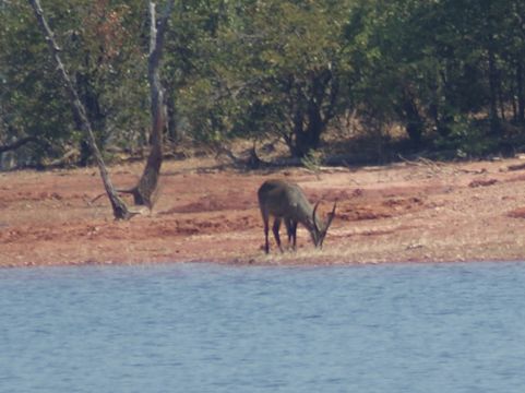 Image of Ellipsen Waterbuck