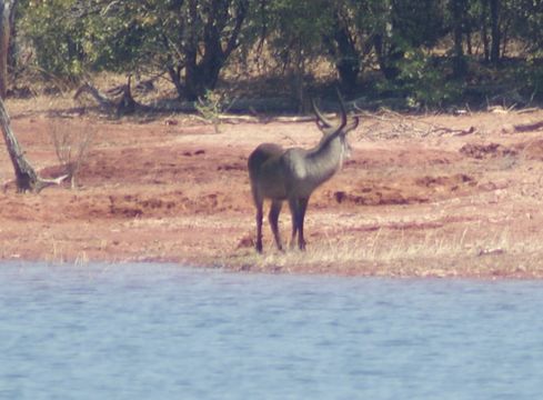 Image of Ellipsen Waterbuck